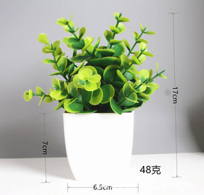 Immergrüner Bonsai
