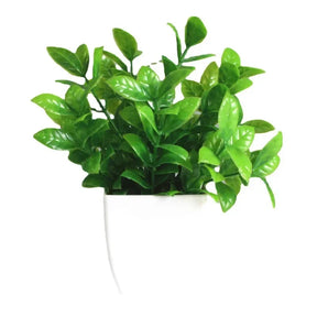 Immergrüner Bonsai