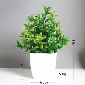 Immergrüner Bonsai