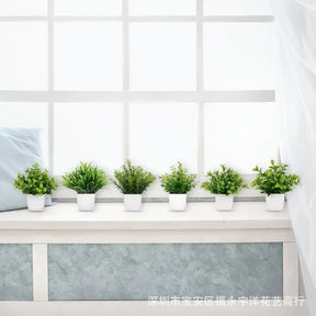 Immergrüner Bonsai