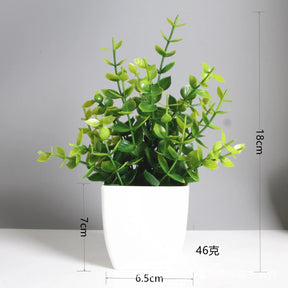 Immergrüner Bonsai